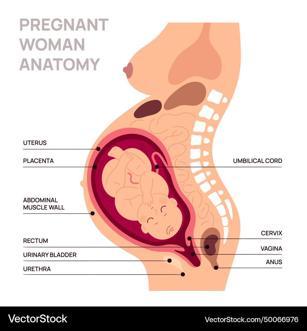 Pregnancy Anatomy Educational Poster – Royalty-Free Vector | VectorStock, image size:1000x1080