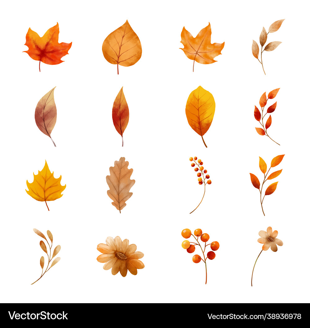 Autumn leaves and flower set isolated on white Autumn leaves and flower set isolated on white vector image