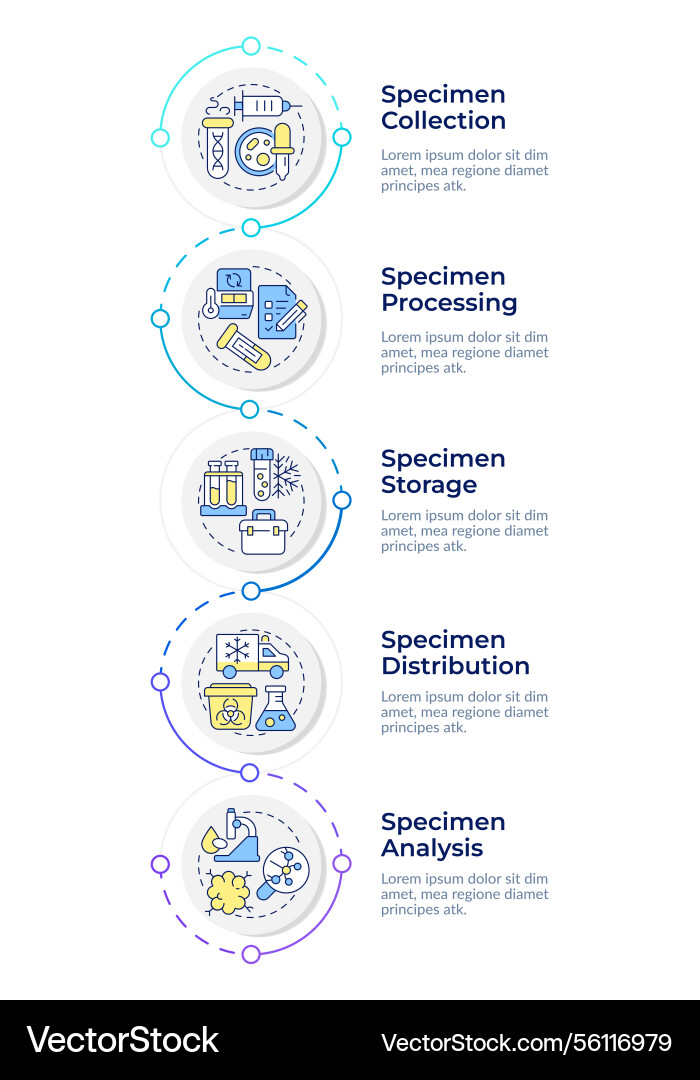 Specimen lifecycle infographic vertical sequence Vector Image