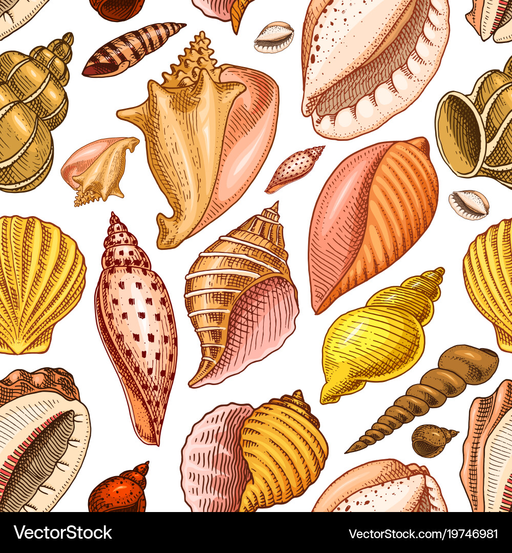 Seamless pattern shells or mollusca different Vector Image