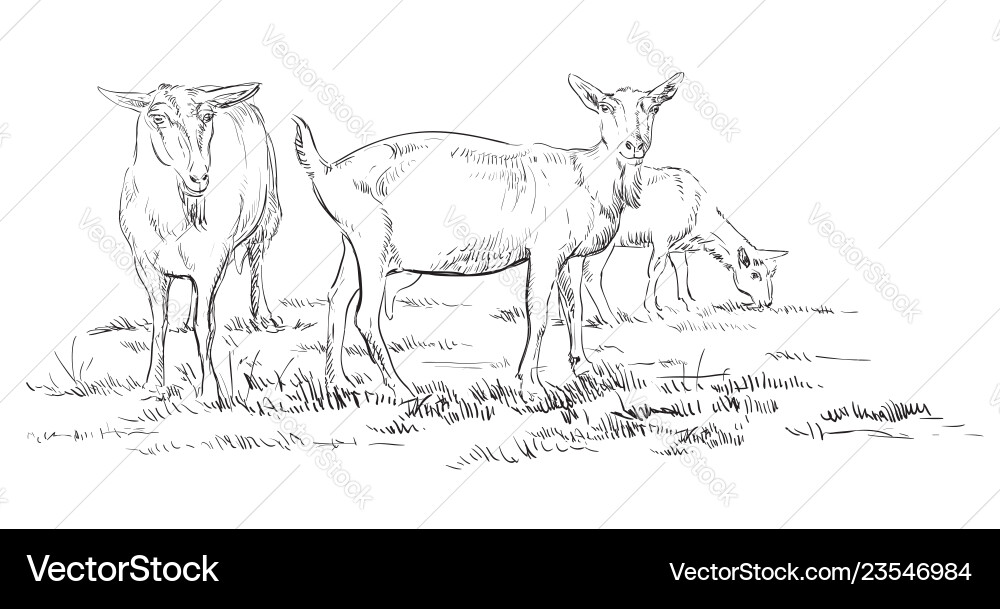 Hand drawing goat 2 Hand drawing goat 2 vector image