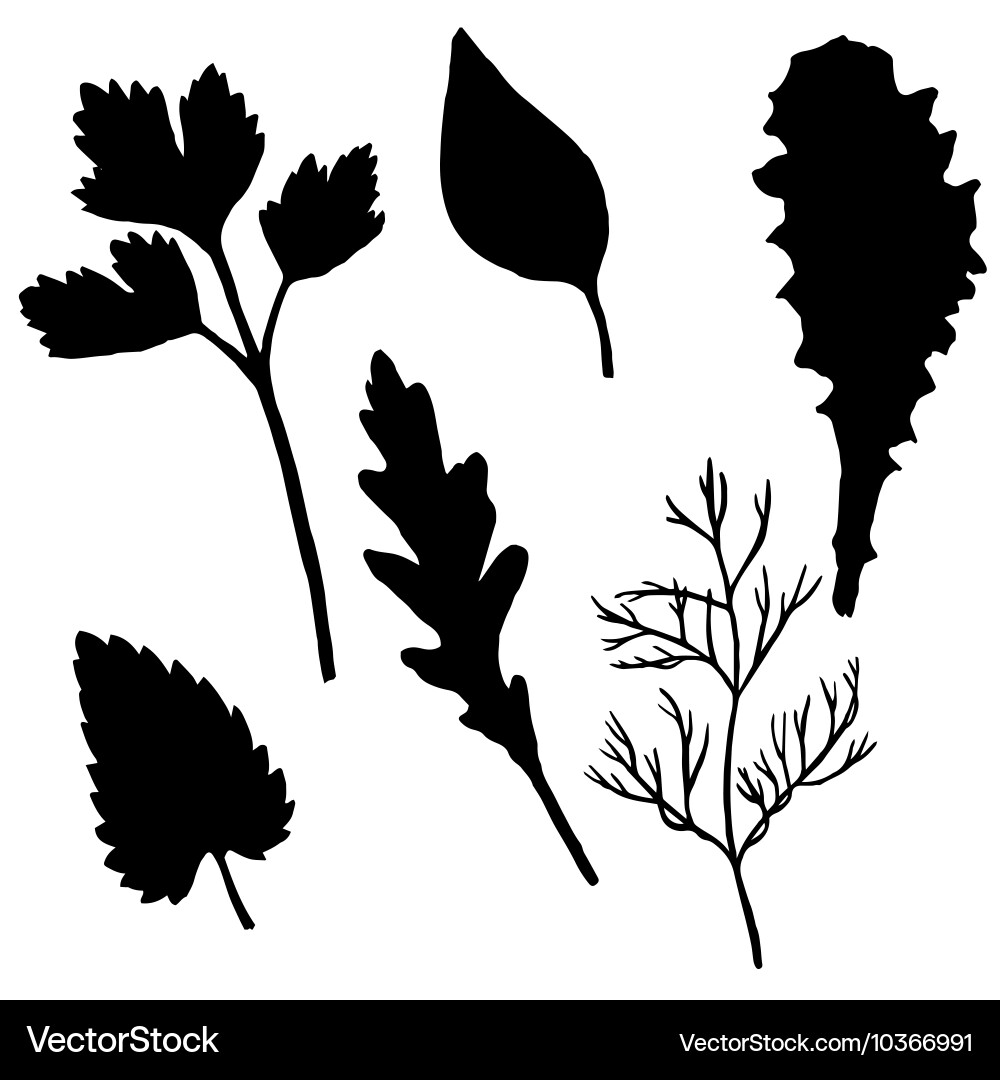 Silhouettes of potherb Vector Image