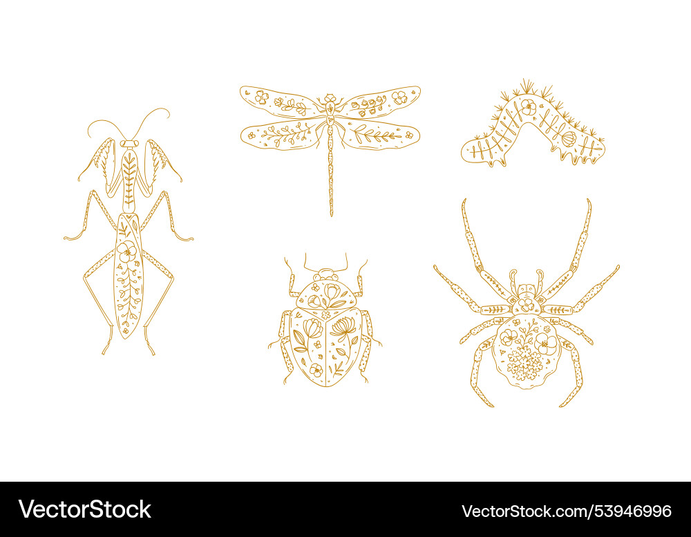 Beetles mantis dragonfly spider caterpillar Beetles mantis dragonfly spider caterpillar vector image