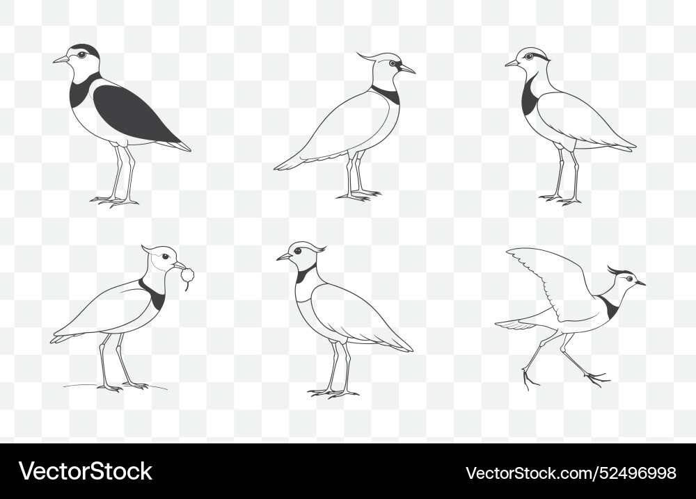 Print lapwing line art set intricate bird Print lapwing line art set intricate bird vector image