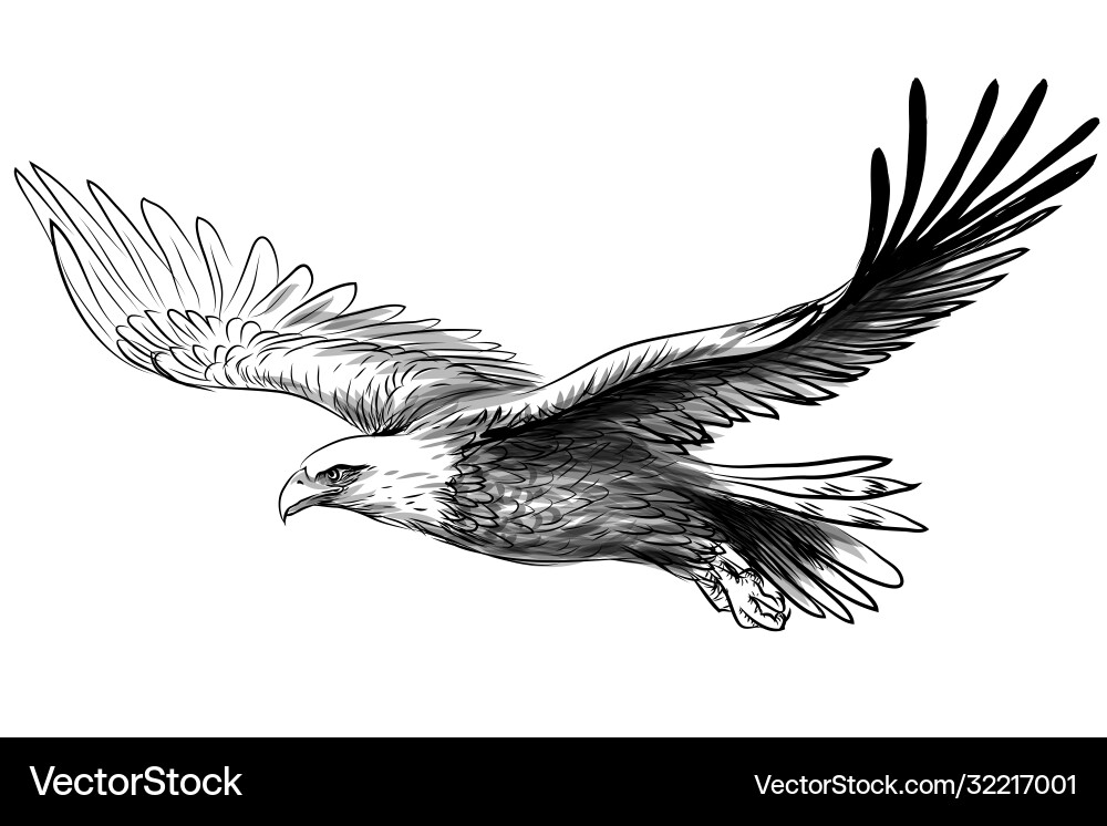 Soaring bald eagle drawing sketch a bird vector image