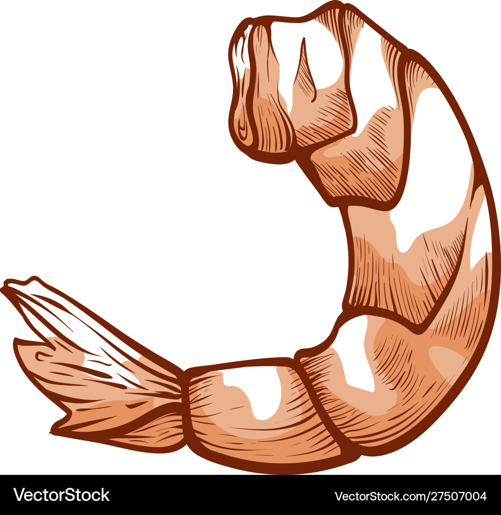 Shrimp icon healthy gourme restaurant ingredient Shrimp icon healthy gourme restaurant ingredient vector image
