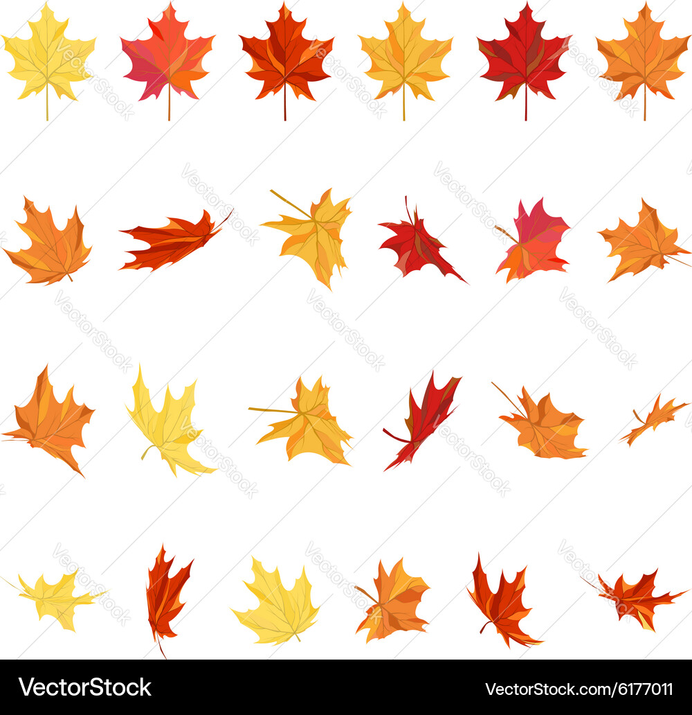Autumn Maple Leaves Set vector image