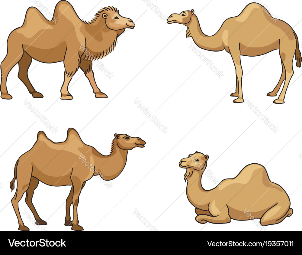 Cartoon Camels vektorbild