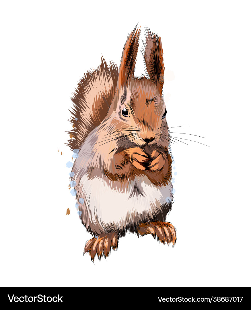 Eurasian red squirrel from a splash watercolor vector image