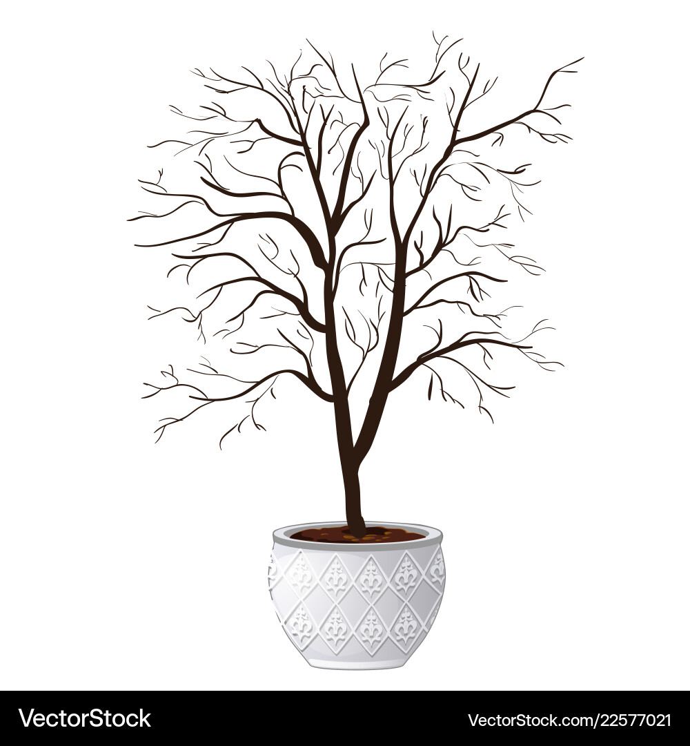 Compact domestic tree in ornamental flowerpot Compact domestic tree in ornamental flowerpot vector image