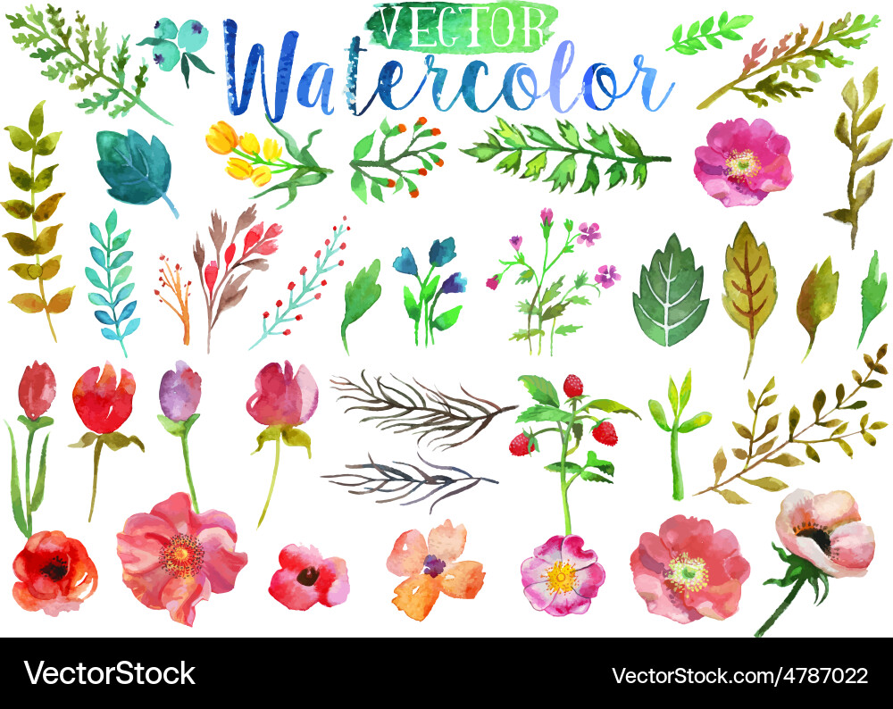Watercolor Floral Collection vector image