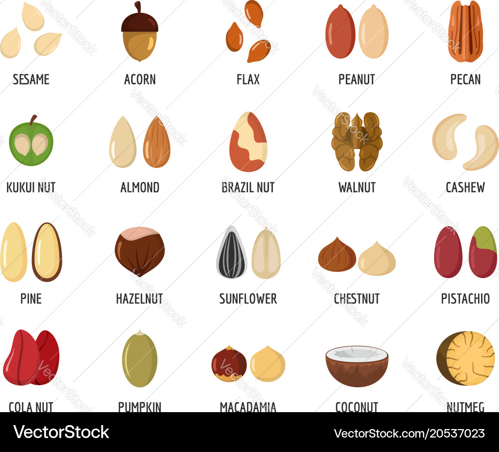 Nut types with signed names icons set flat style vector image