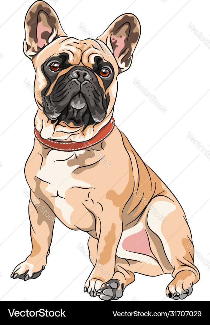 French Bulldog Vector Images (over 4,900)