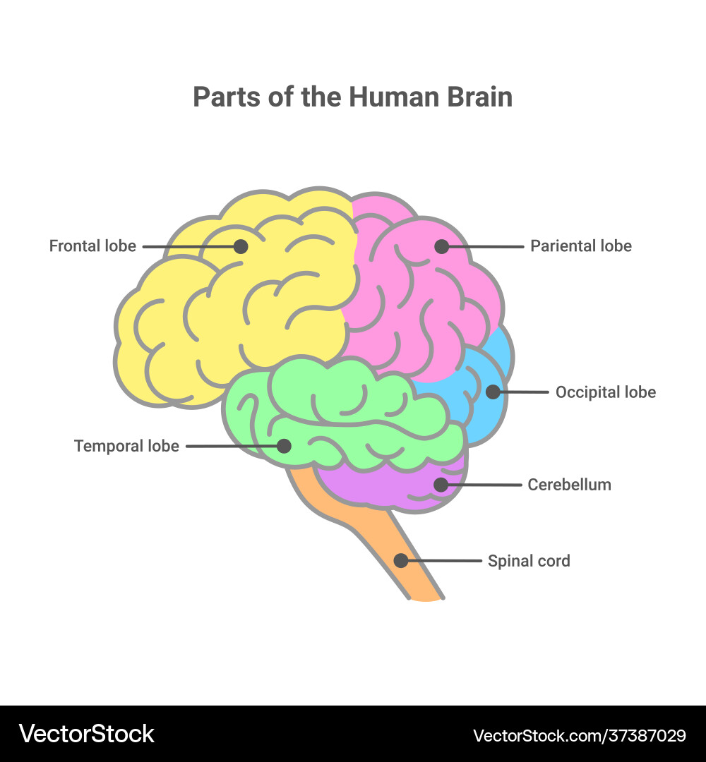 Human brain parts. Parts of human brain. Parts and structures of the brain. Инфографика анатомия мозга. Анатомия головного мозга человека.