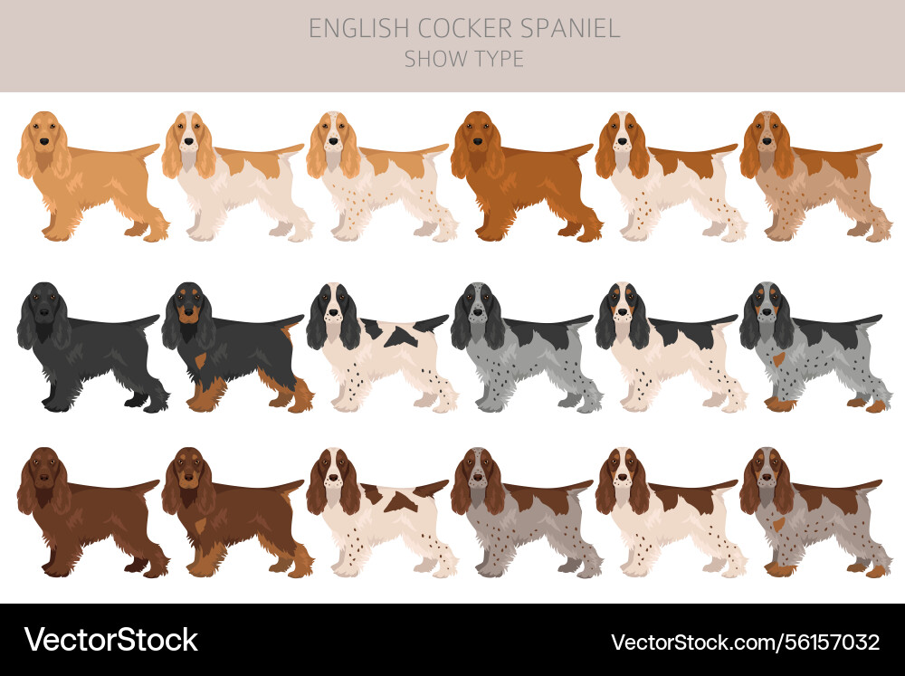 English cocker spaniel show type clipart English cocker spaniel show type clipart vector image