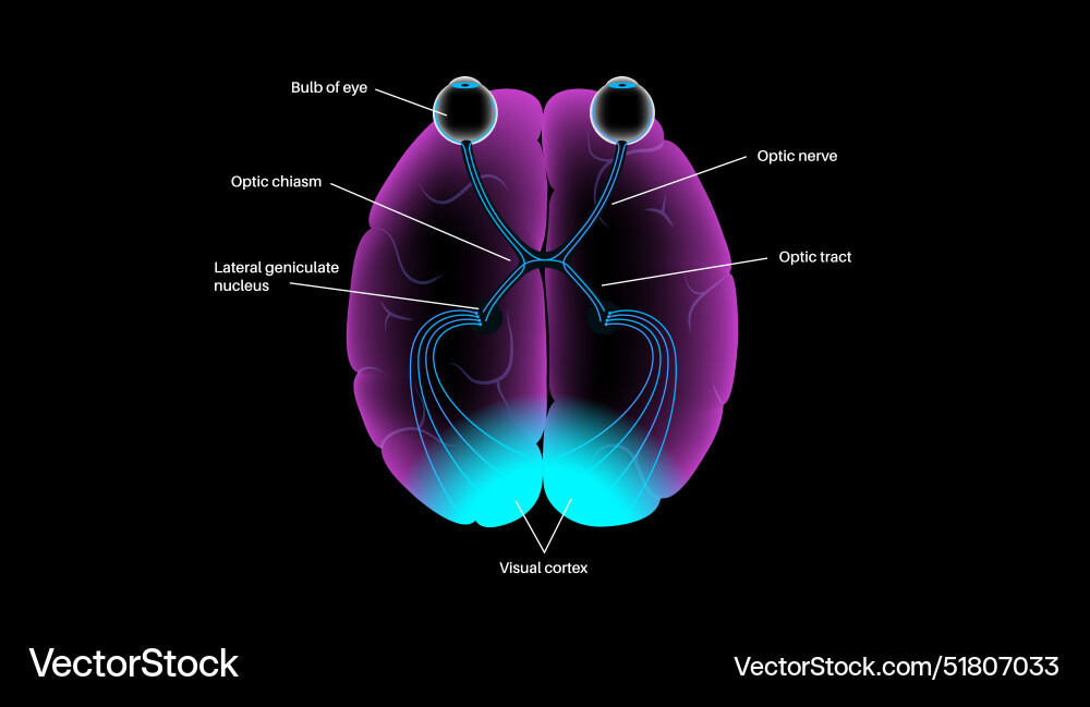 Optic nerve anatomy Royalty Free Vector Image Biology Diagrams