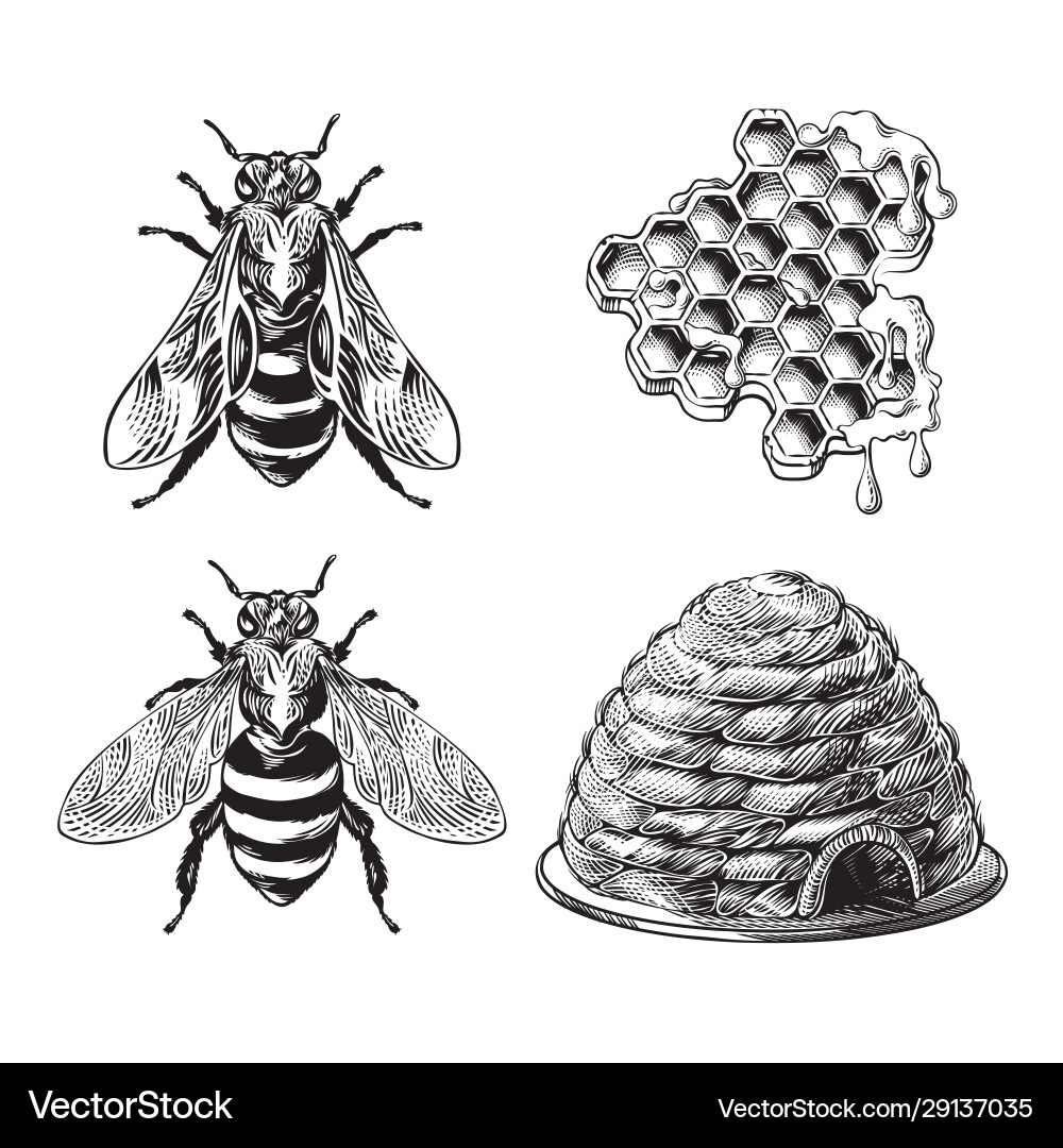 Vintage Honeycomb & Bee Motif vector image