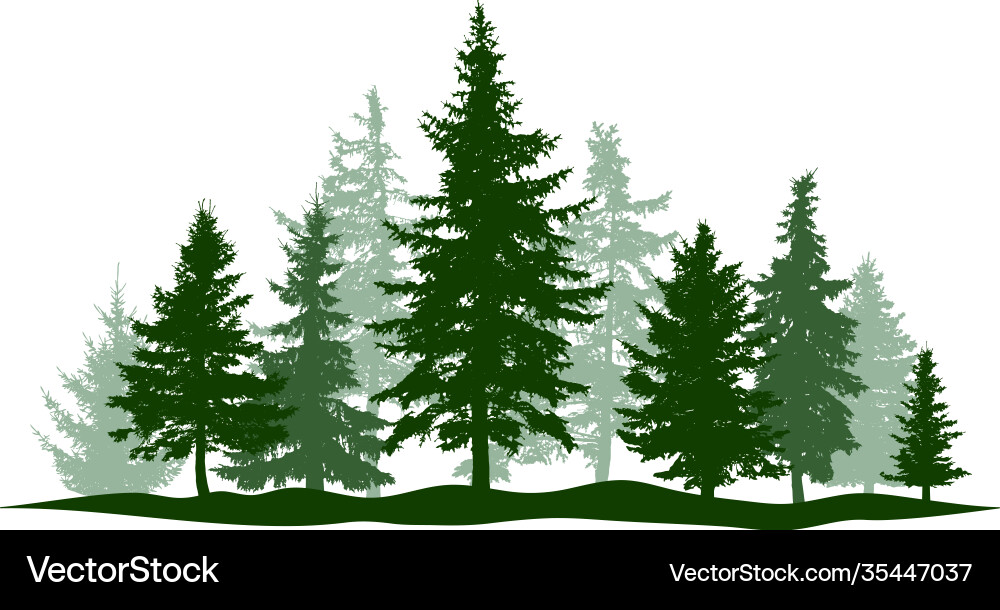 Green forest evergreen pine tree isolated park vector image