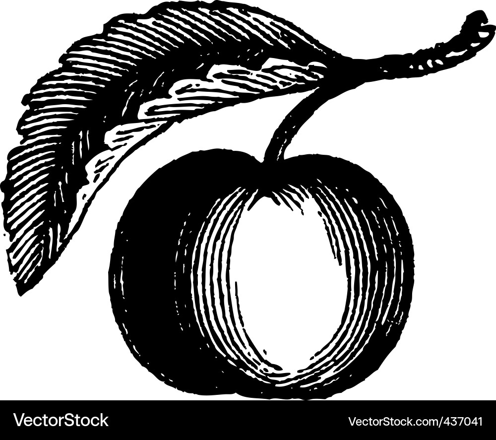 Vintage Apple Branch Engraving Vector Image