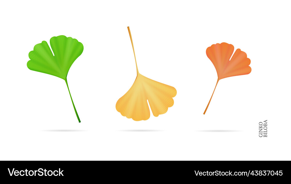 Realistische detaillierte 3d verschiedene ginkgo biloba Realistische detaillierte 3d verschiedene ginkgo biloba vektorbild