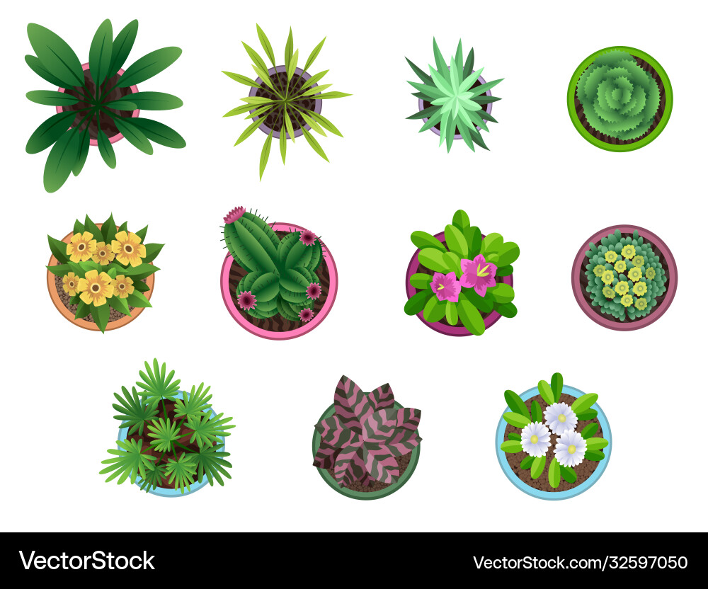 Collection of House Plants Vector Image