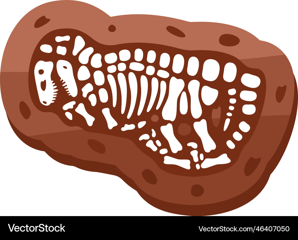 Velociraptor fossils skeleton fossil Vector Image