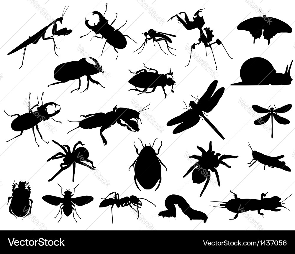 Vector Insect Ca Insects Vector Images (over 240,000)