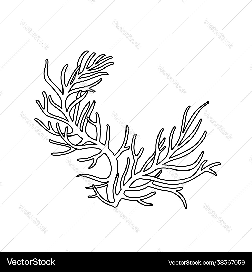 Thin branchy coral coloring book linear drawing vector image