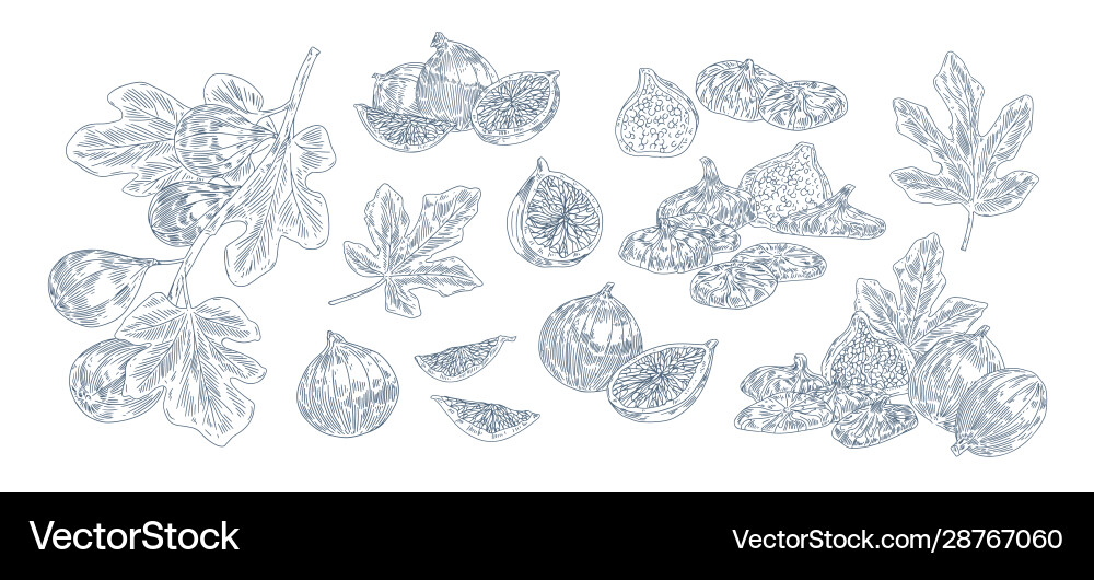 Fig tree fruits black ink set hand vector image