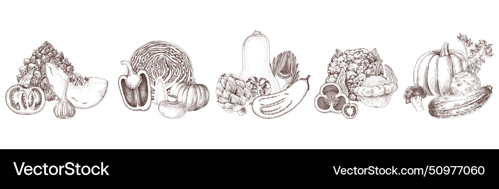 Fresh vegetables groups Fresh vegetables groups Vector Image