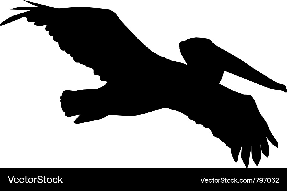 Pelican Silhouette vector image