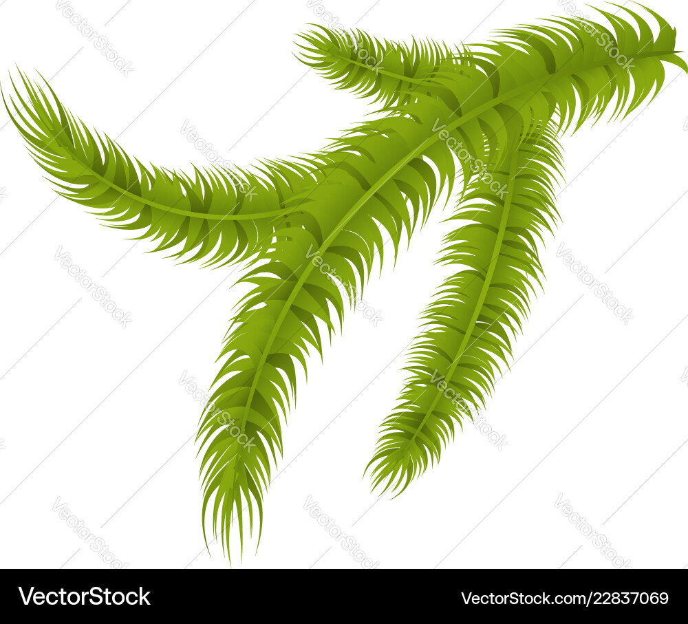Pine tree branch icon isometric style Pine tree branch icon isometric style Vector Image