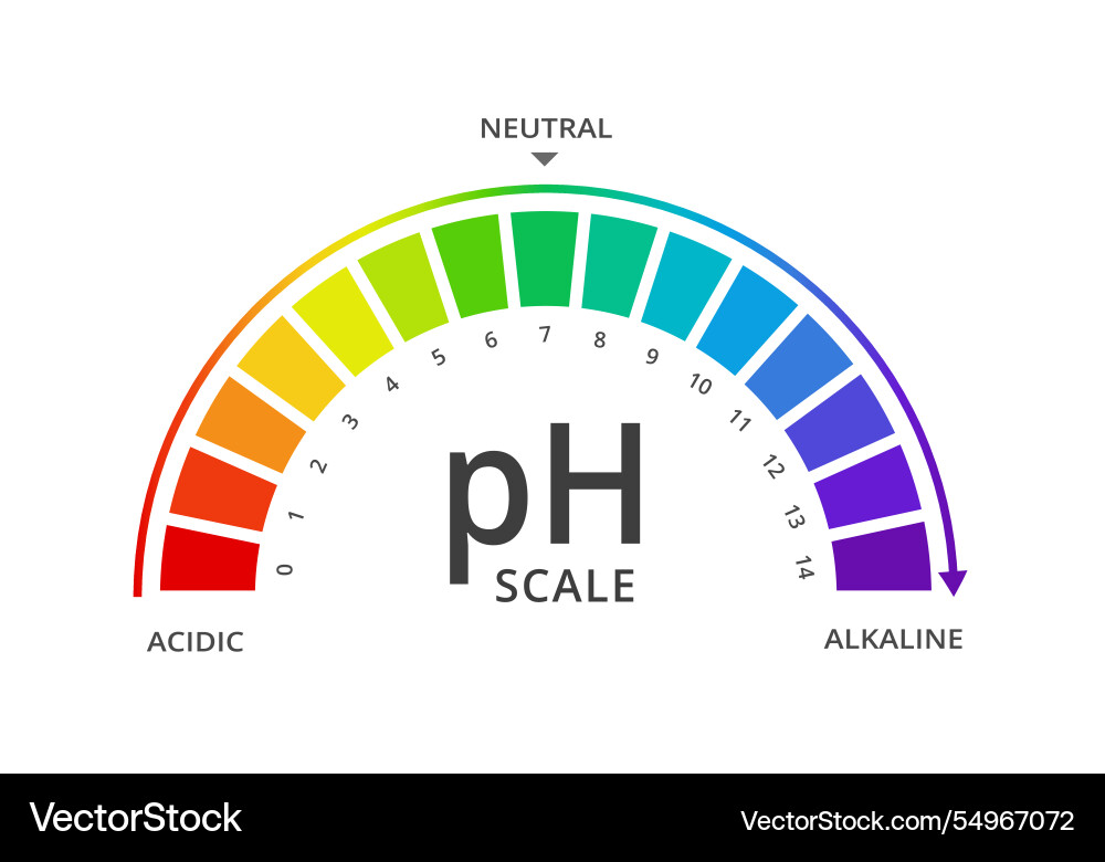 Ph scale indicator chart diagram Ph scale indicator chart diagram vector image