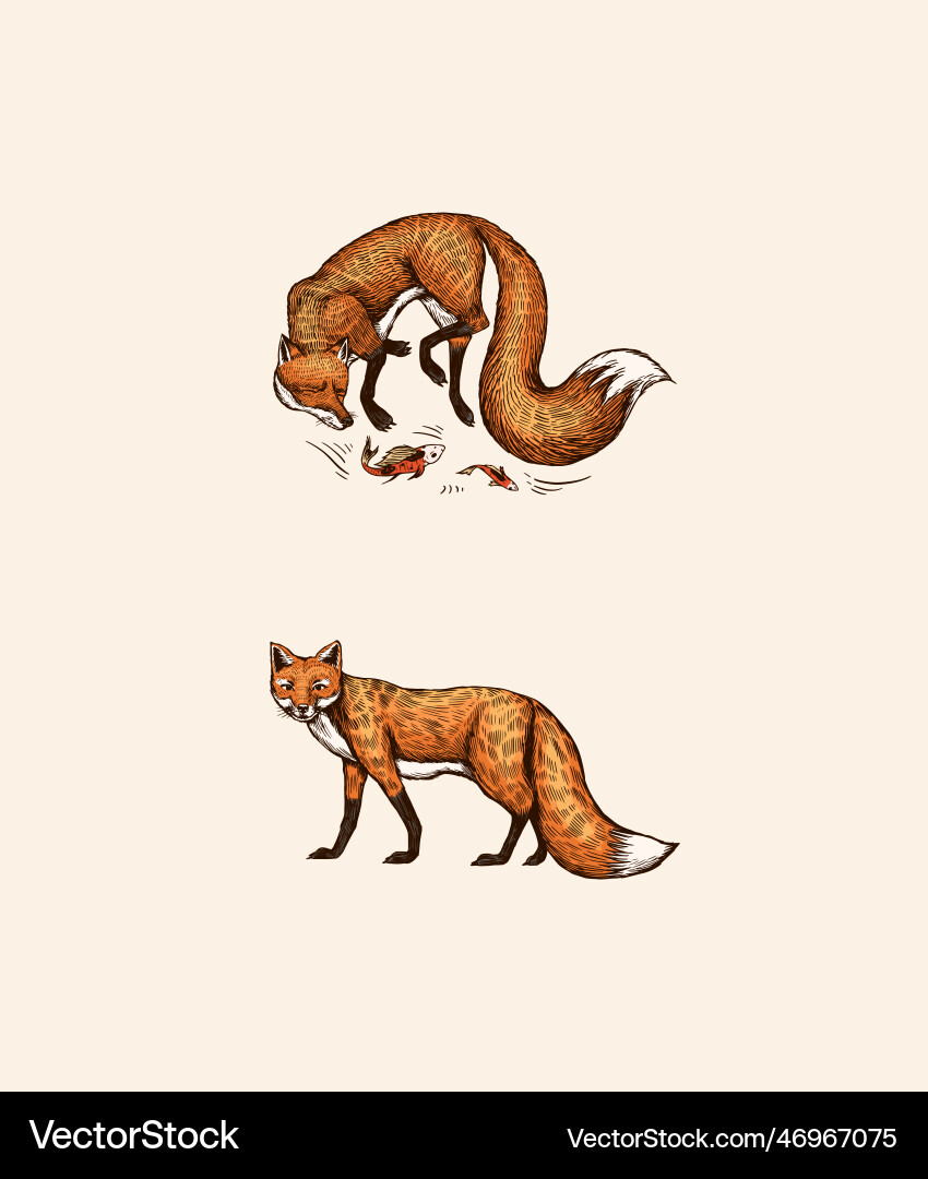 Wild red fox set forest ginger animal flying vector image