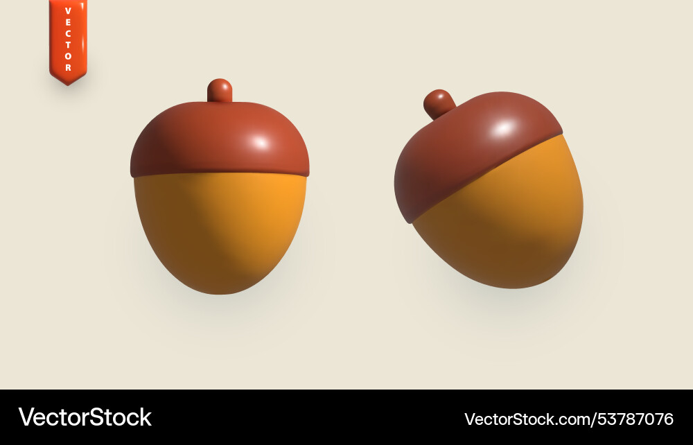 Realistic acorn in different projections Realistic acorn in different projections vector image