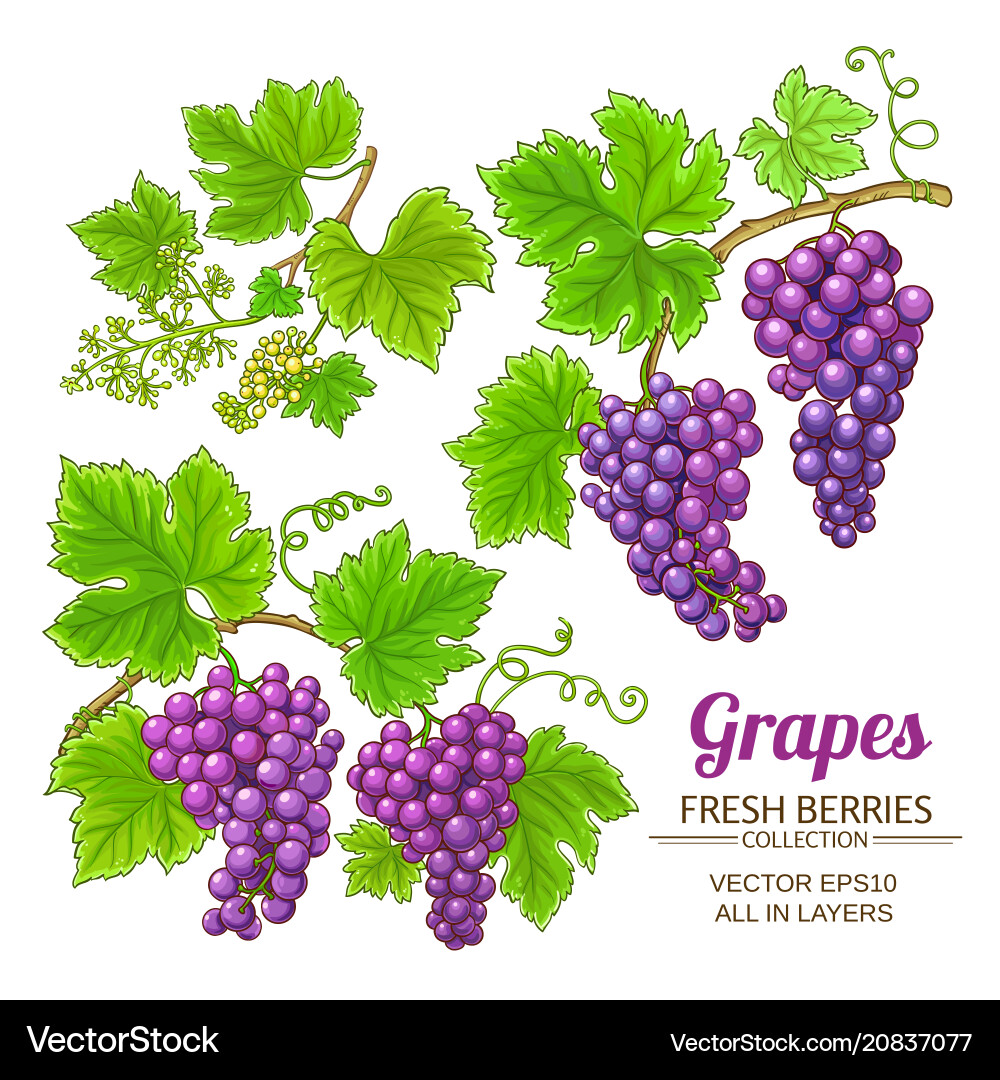Grape Bunch Vector Set vector image