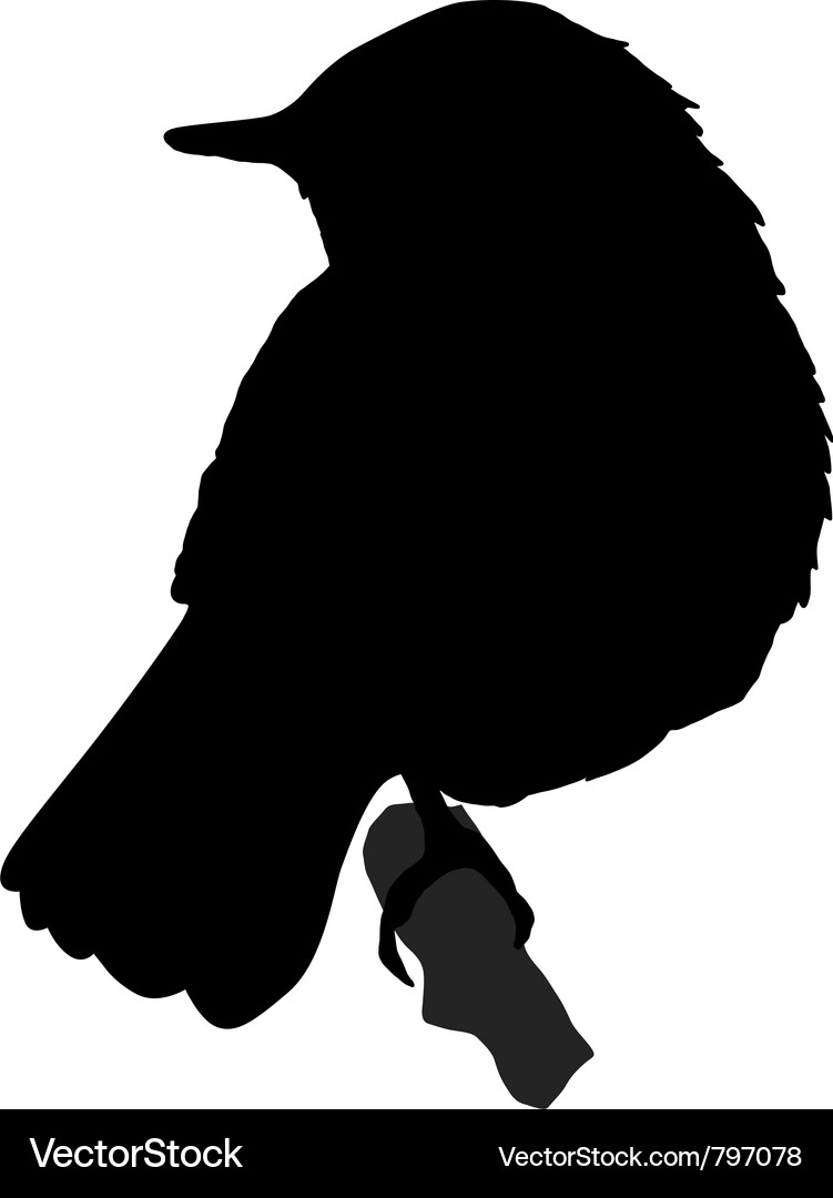 Nightingale Silhouette Vector Image