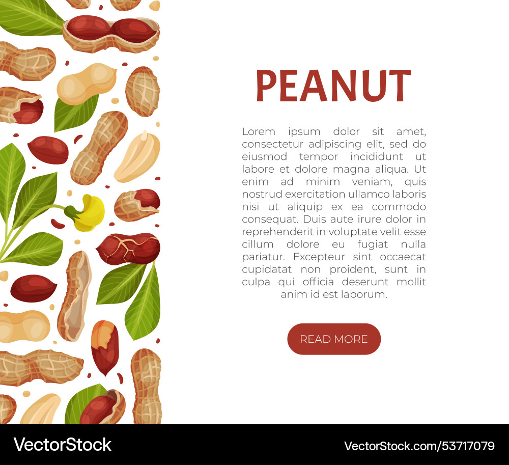Peanut natural banner design with kernel shell Peanut natural banner design with kernel shell vector image