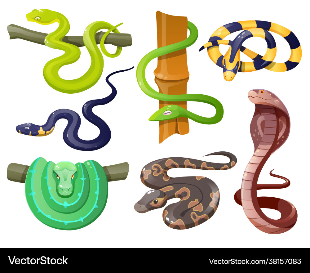 Snakes wild tropical serpents python and cobra Vector Image