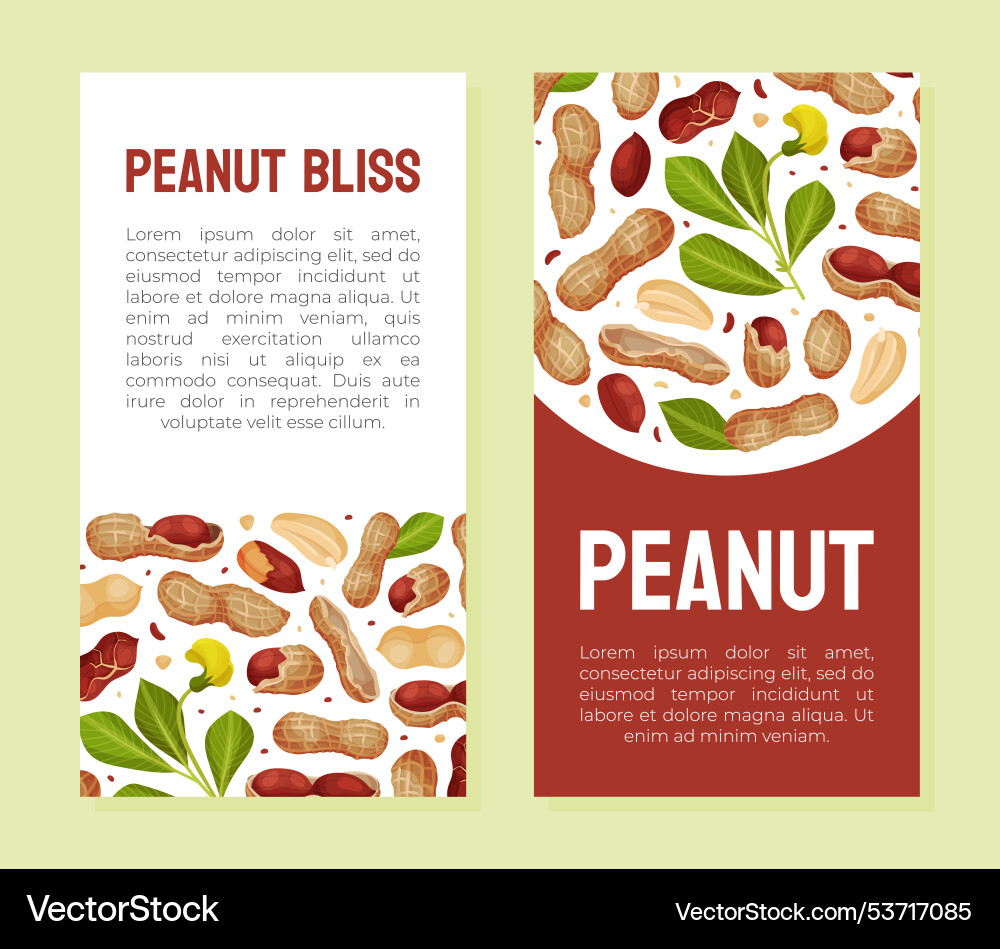 Peanut natural banner design with kernel shell Peanut natural banner design with kernel shell Vector Image