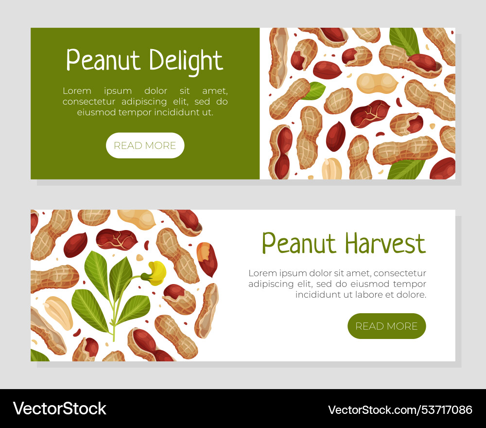 Peanut natural banner design with kernel shell Peanut natural banner design with kernel shell Vector Image