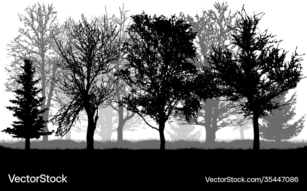 Silhouettes bare trees and firs autumn park Silhouettes bare trees and firs autumn park vector image