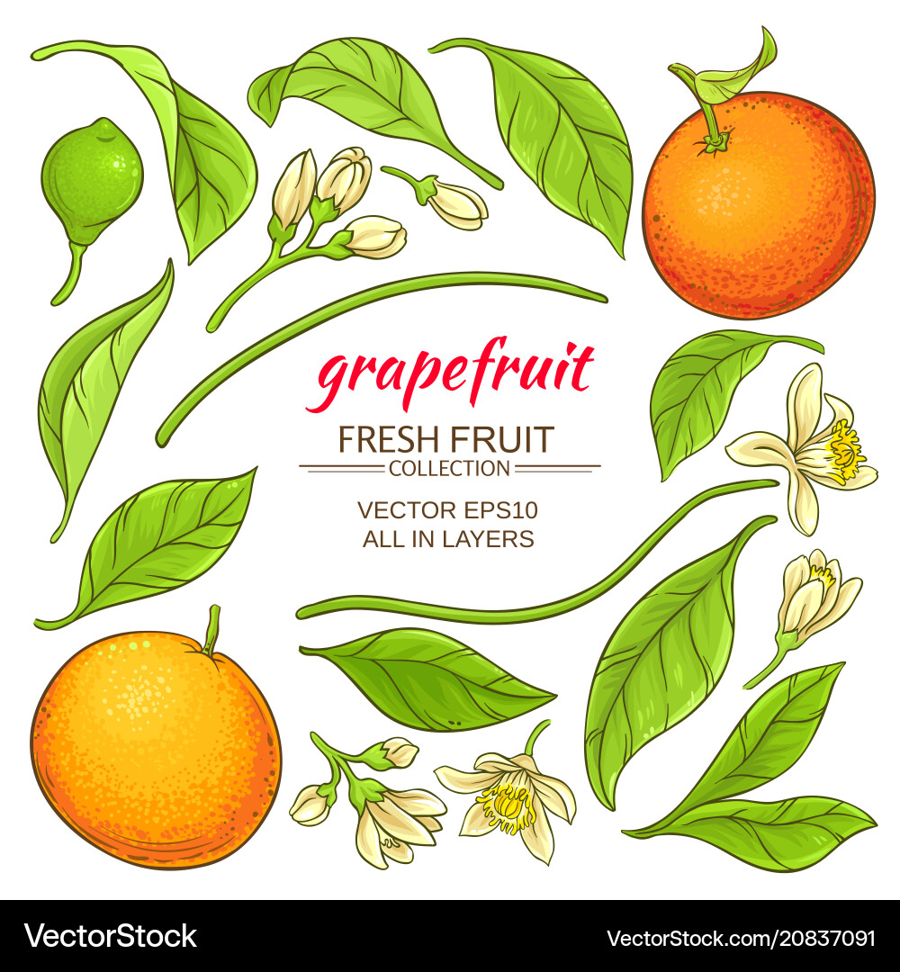 Grapefruit elements set Royalty Free Vector Image