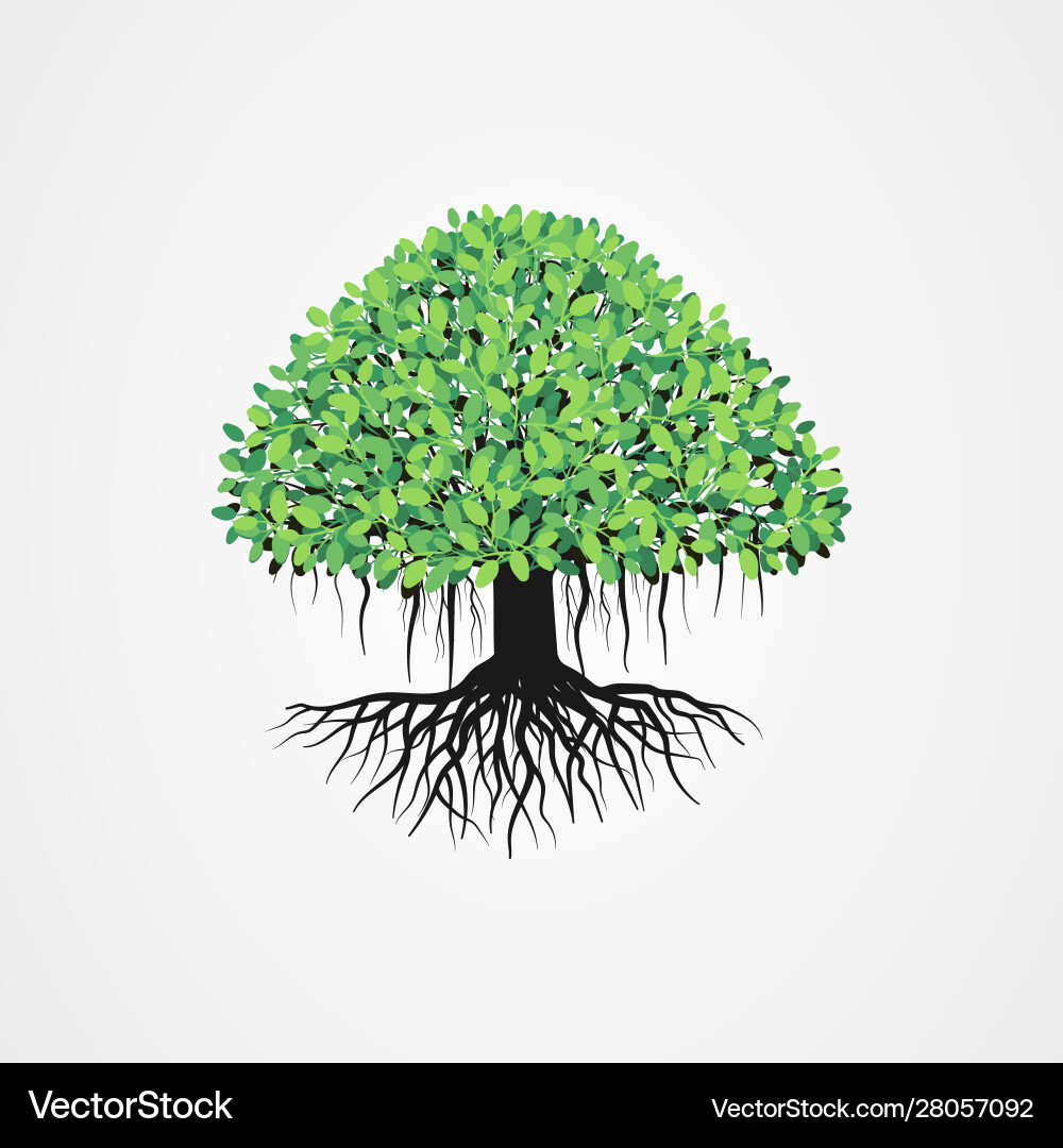 Banyan Tree Roots and Leaves Vector Image