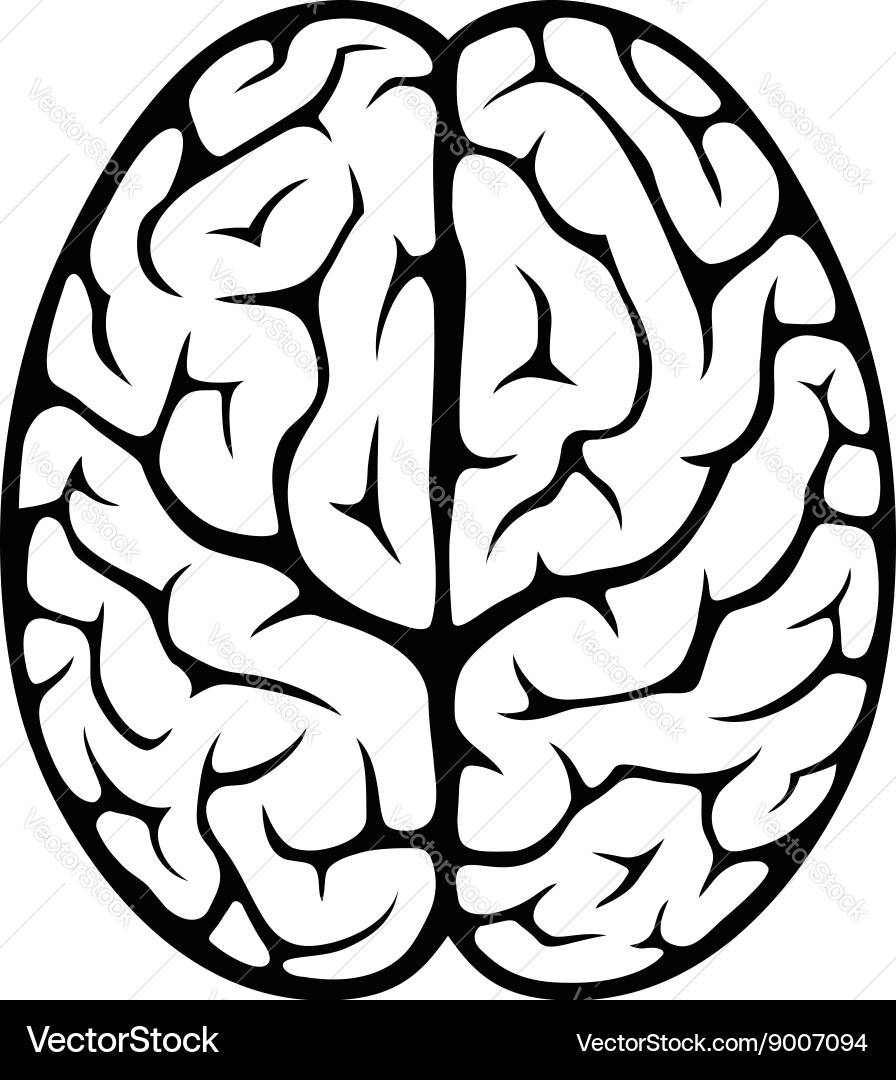 Brain top view vector image