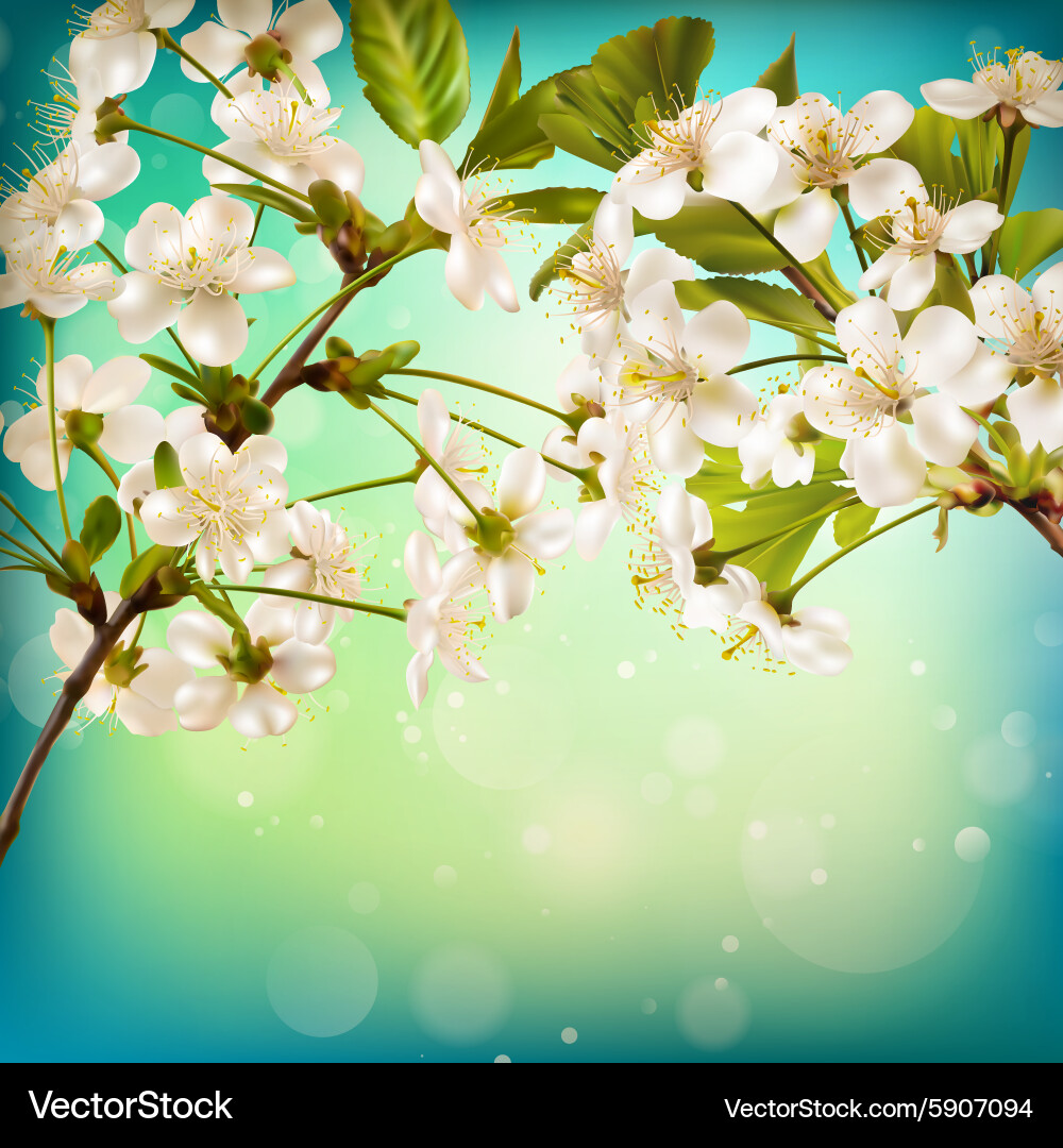 Cherry Blossom on Blue Background Vector Image