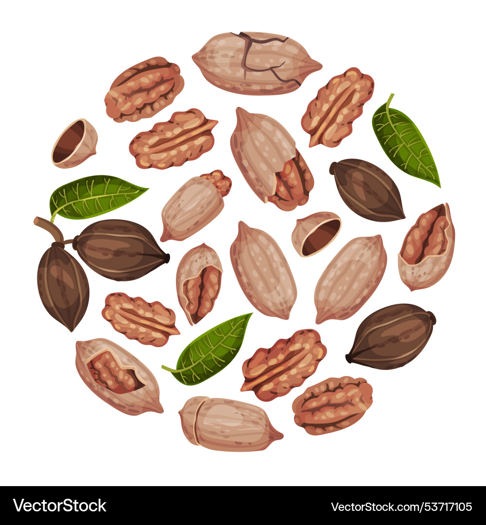 Pecan nut round composition with kernel and shell Pecan nut round composition with kernel and shell vector image
