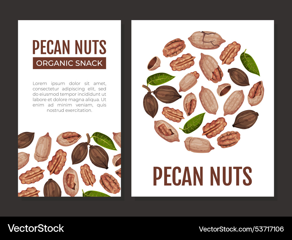 Pecan nut banner design with kernel and shell Vector Image