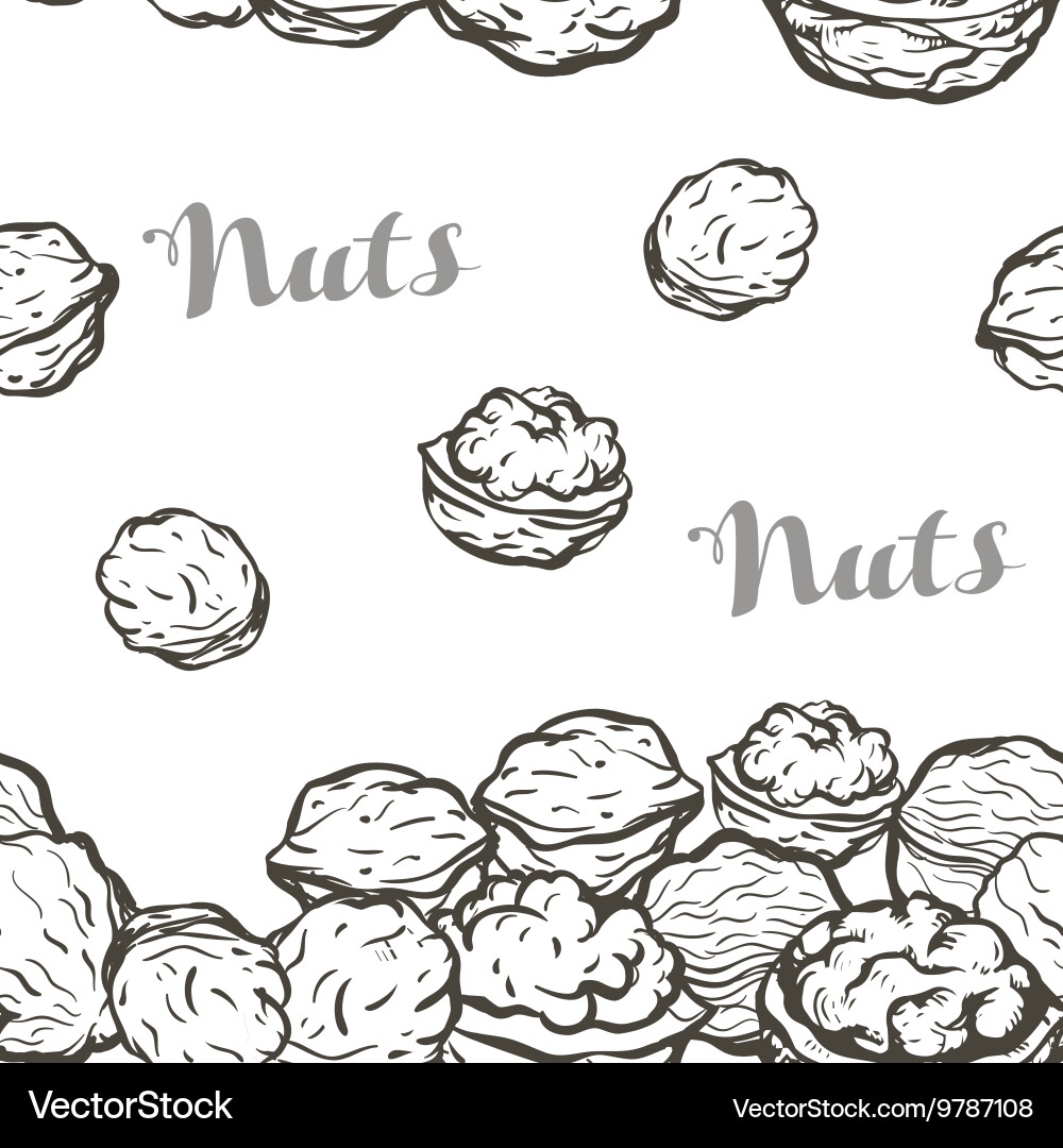 Hand Drawn Sketch Nuts Background vector image