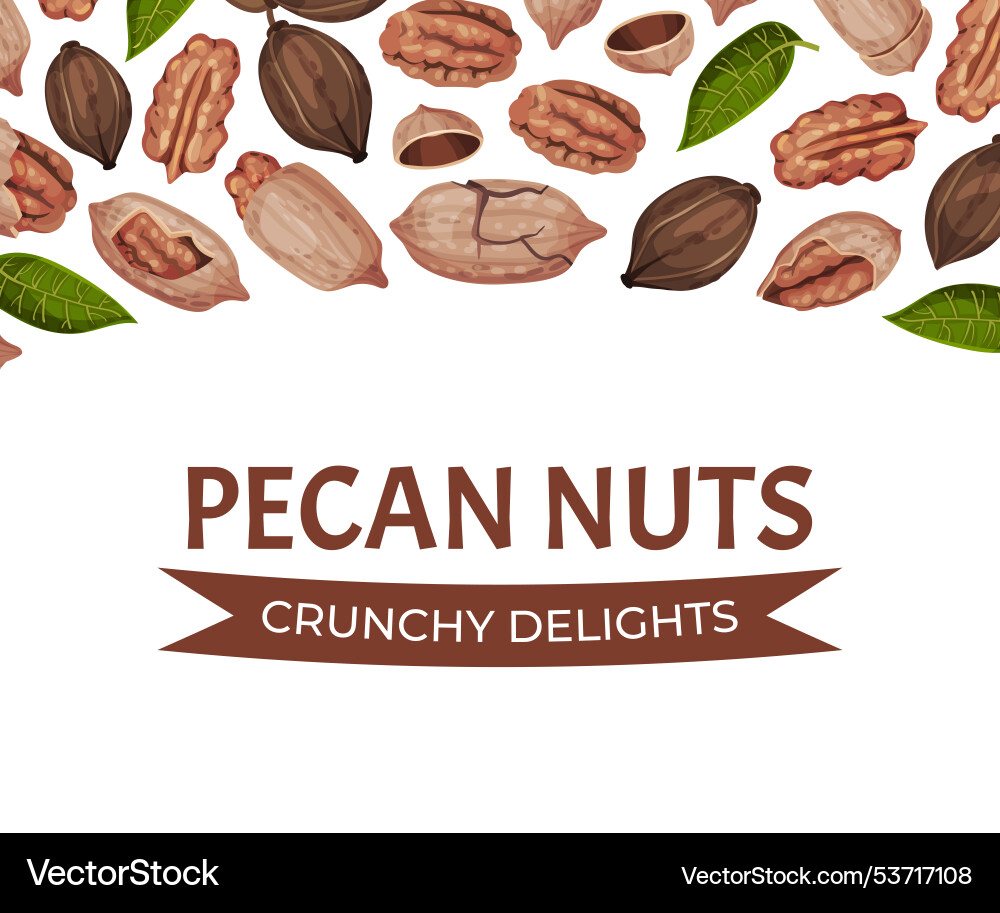 Pecan nut banner design with kernel and shell Vector Image